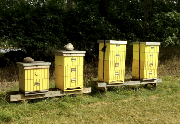 Les abeilles et le miel de Victoria 